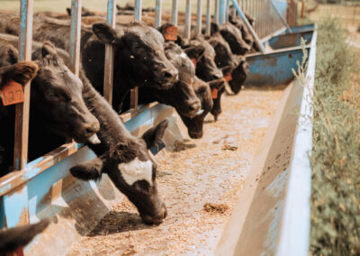 Mitigating Heat Stress in Livestock