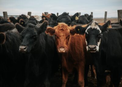 5 Essential Tips for Feeding Show Cattle